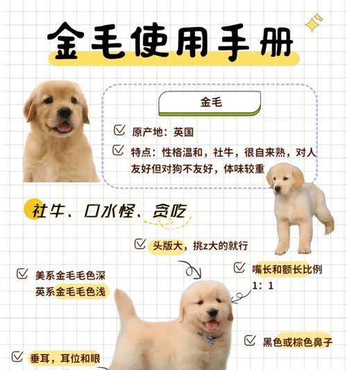 如何训练你的小金毛成为忠实可爱的伴侣犬（培养小金毛的良好行为习惯，让它成为你的最佳朋友）