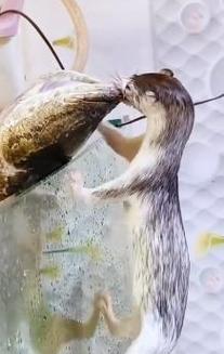 训练宠物貂不咬人的秘诀（有效方法教你让你的宠物貂变得温顺可爱）