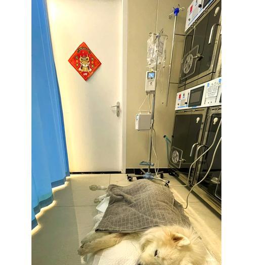 如何解决萨摩耶乱拉屎问题（有效措施帮助萨摩耶避免乱拉屎困扰）