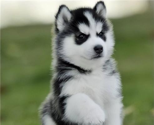 如何训练哈士奇幼犬？（有效的方法和技巧帮助你训练哈士奇幼犬）