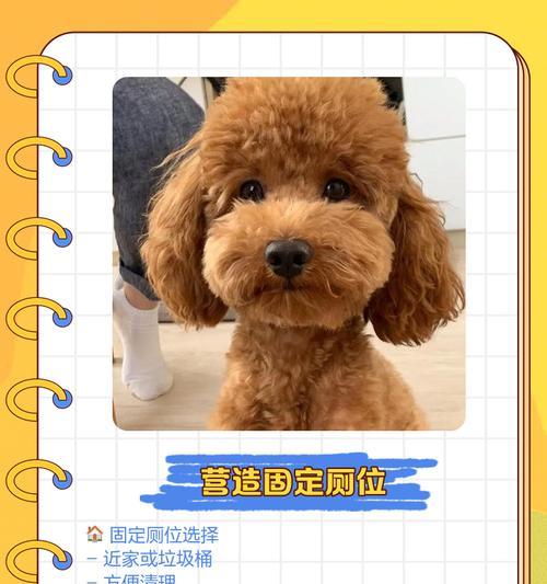 如何训练你的泰迪狗狗立（掌握关键技巧，打造高质量的立立）