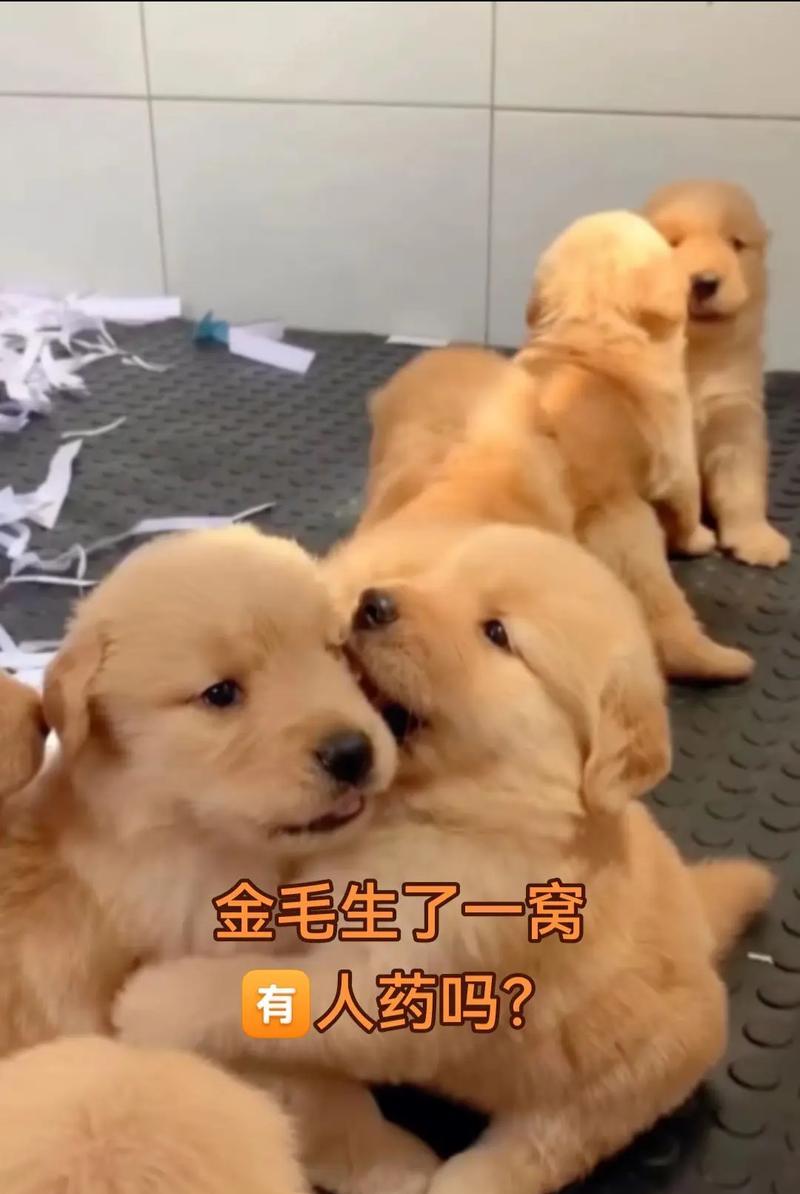 家中没人金毛的日常表现与应对方法（了解金毛狗独处时的行为特征，让它们更好地适应空闲时光）