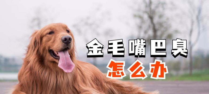 如何解决金毛狗狗身上的臭味问题？（针对金毛狗狗体味过强的问题，提供有效的解决方法）