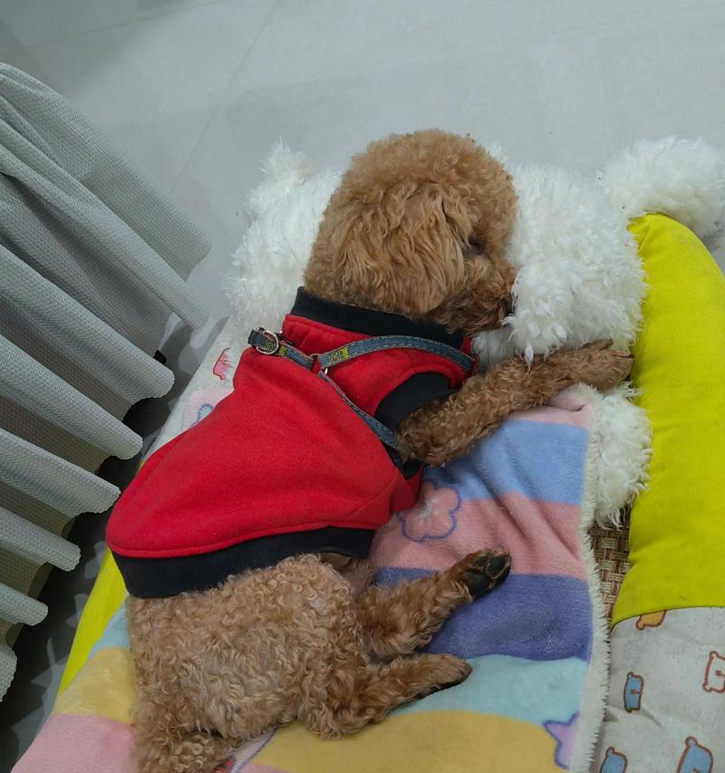 泰迪（揭秘泰迪狗瞌睡的原因和解决方法）