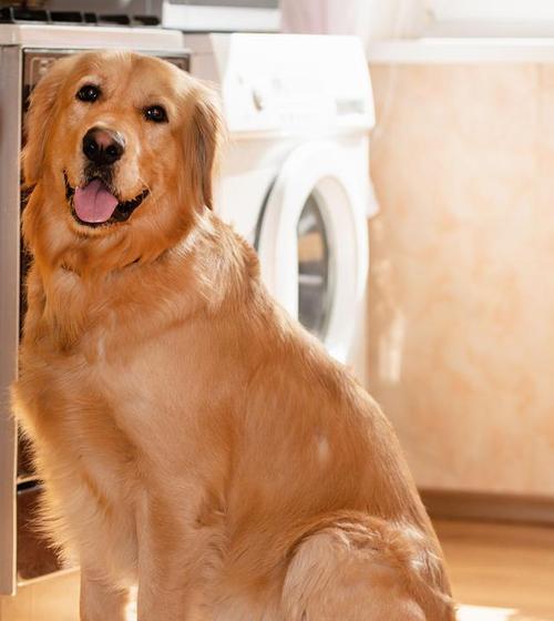 如何打理金毛的毛发以保持良好的外观（金毛的美丽由一根根健康的毛发构成）