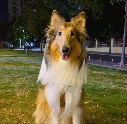 培养苏格兰牧羊犬的训练技巧（让您的苏格兰牧羊犬成为顺从可靠的伙伴）