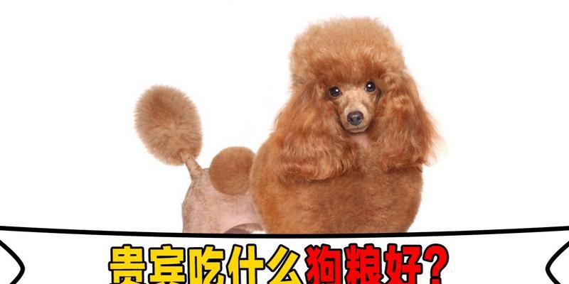 以泰迪狗吃什么食物对毛色好？（探讨食物对泰迪狗毛色的影响及推荐食物）