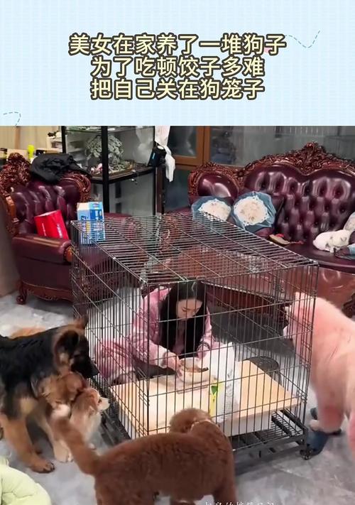让狗狗自己进笼子的技巧（训练狗狗主动进入笼子的方法与技巧）