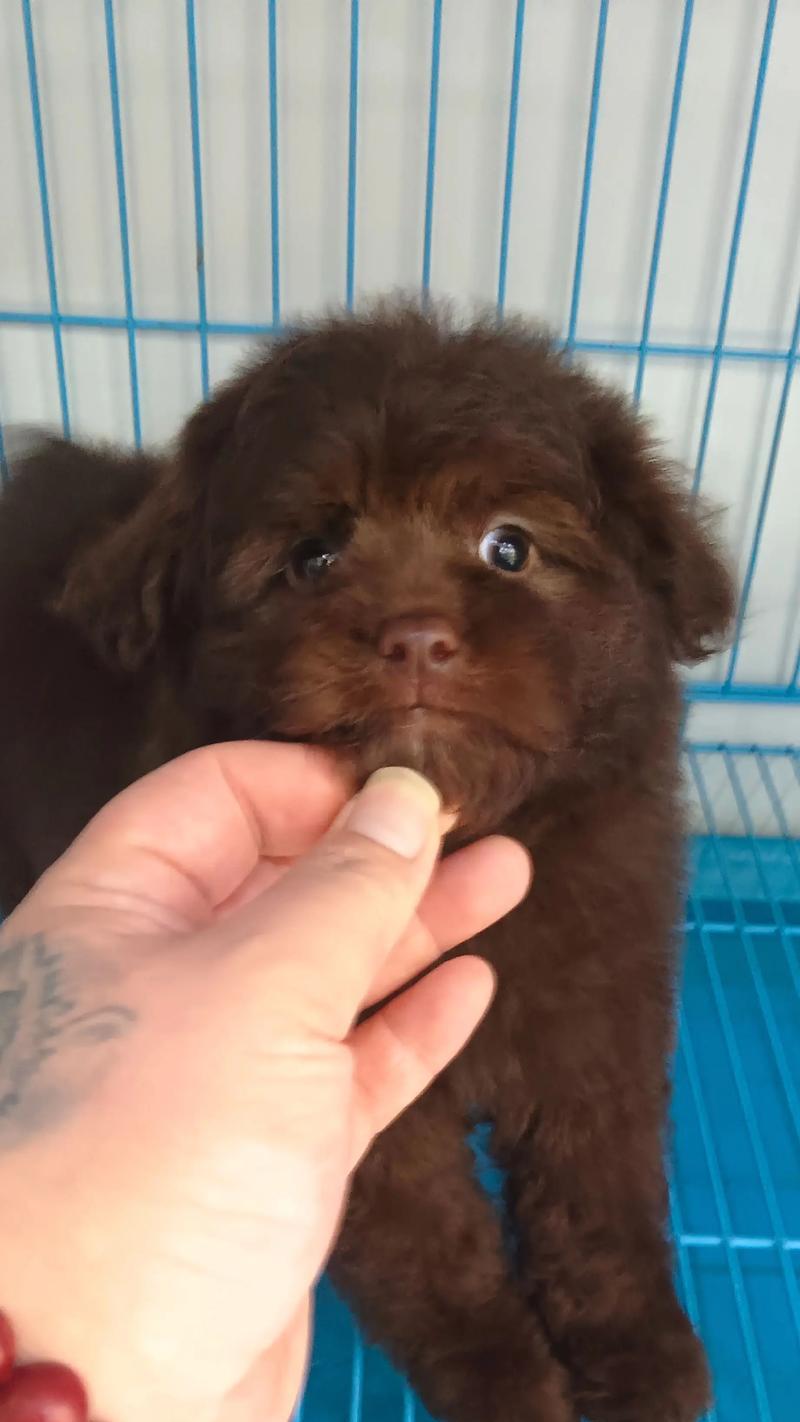 如何让泰迪狗的毛长得好（有效的护理方法和营养饮食的重要性）