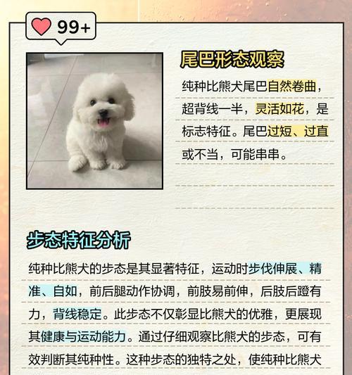 饲养比熊犬的注意事项（宠物犬饲养技巧与经验，让你的比熊犬健康快乐成长）