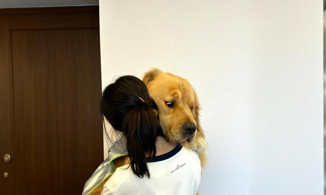 如何科学养育50天的金毛犬（全面指南教你成为金毛犬的贴心主人）