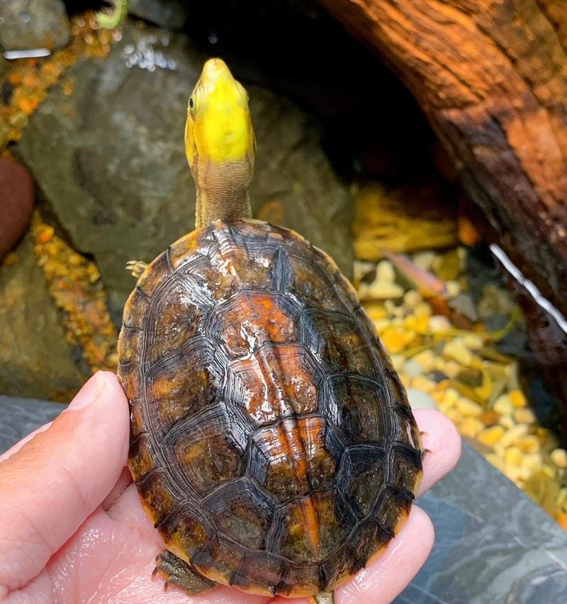 金头龟养殖指南（掌握金头龟养殖技巧，打造高效养殖场）