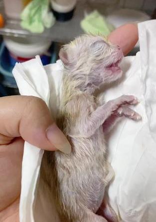 刚出生小猫第二天就死了（揭开小猫早逝背后的谜团）