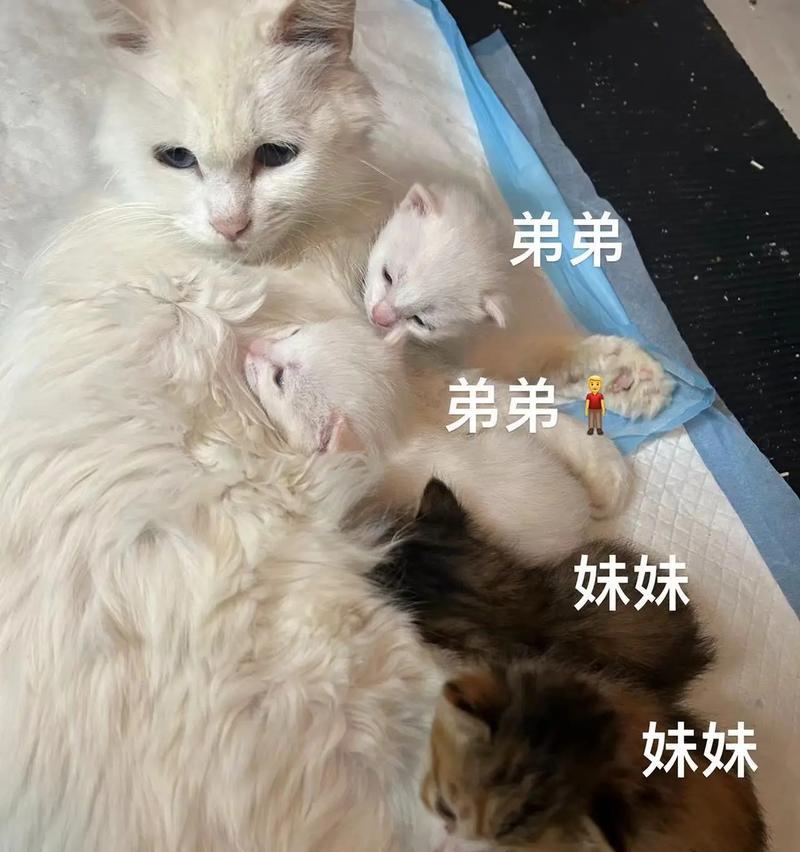 从短毛到长毛（探索狮子猫长毛的原因及演化过程）