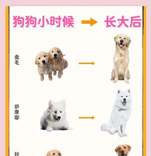 成功的狗配种（如何确保狗的配种成功并提高成功率）