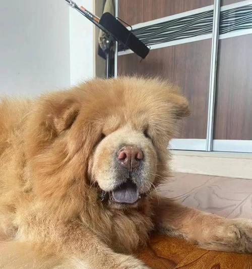 松狮犬（探寻松狮犬的历史和现状）