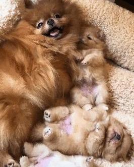 小狗即将生宝宝，如何应对？（掌握正确的养育知识，为小狗母亲提供全面支持）