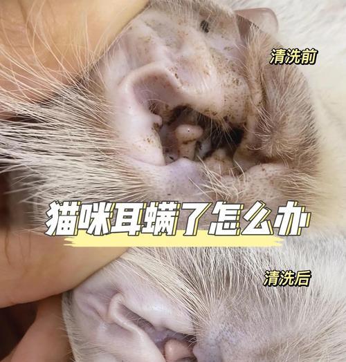 如何正确清洗猫咪的耳朵（学会正确的清洗方法，让你的猫咪远离耳部问题）