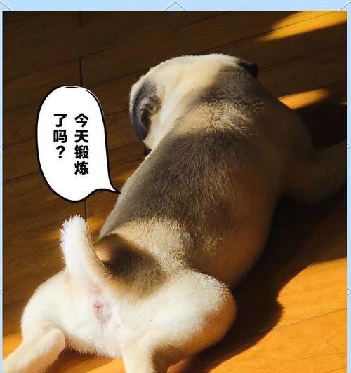 解决八哥犬臭味问题的有效方法（了解八哥犬特殊的皮肤和饮食需求，让它们远离臭味困扰）