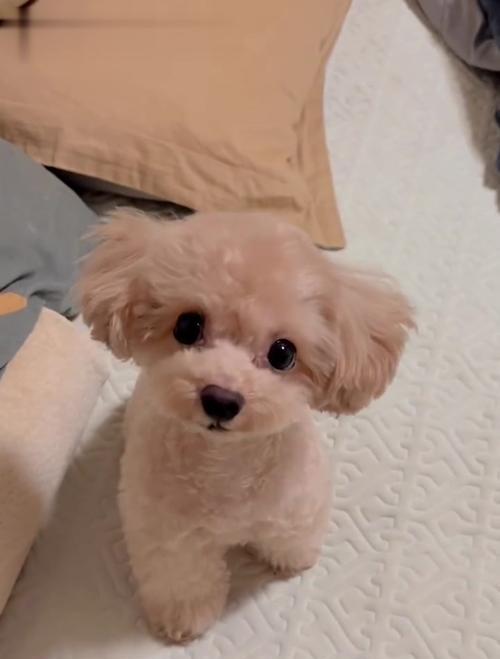 如何解决泰迪总是哼唧的问题（了解泰迪哼唧的原因，掌握有效解决方法）