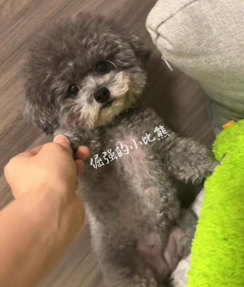 泰迪狗要咬人了怎么办？（保护自己和泰迪狗的安全）