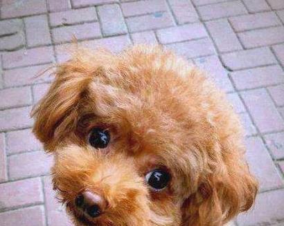 泰迪偏瘦怎么办？营养管理助你解决问题（以泰迪体重体型对照表，为你的宠物提供正确的营养）