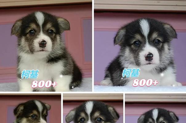 柯基犬（探索柯基犬的独特魅力与纯正特征）