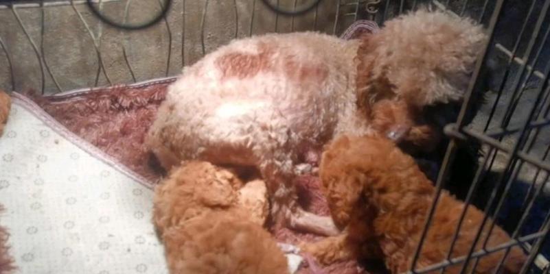 如何处理泰迪有奶了的问题（宠物泰迪产奶的原因及处理方法）