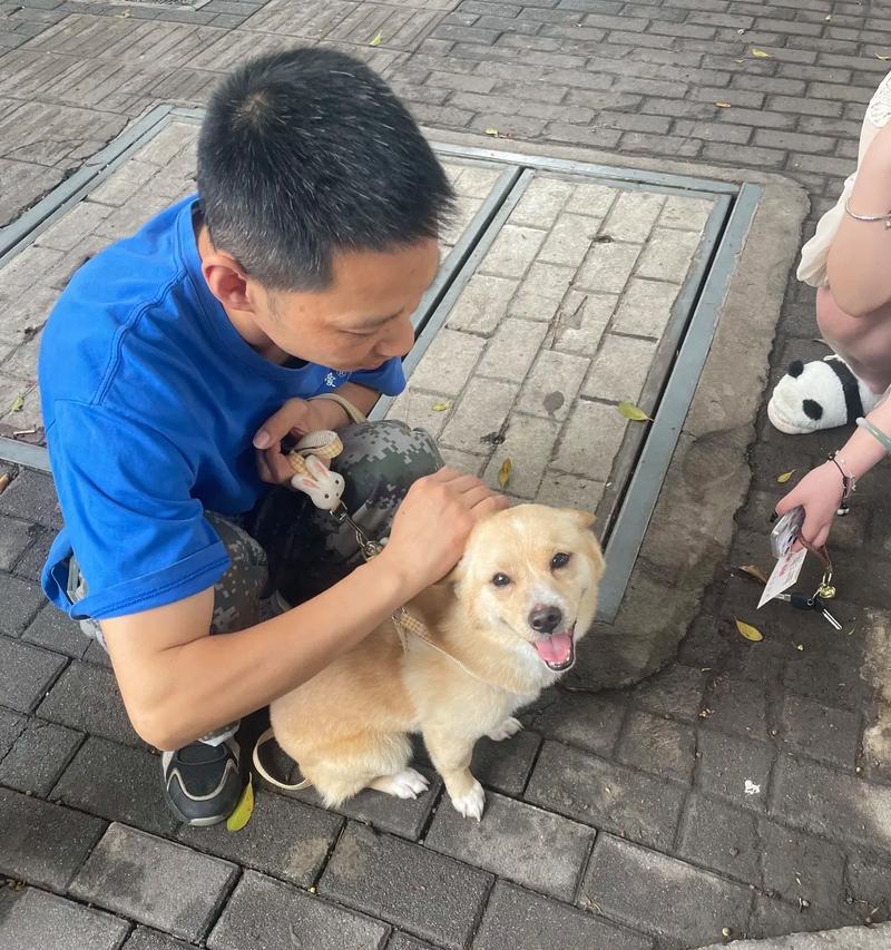 如何帮助领养回来的狗狗建立对新主人的信任（八个小提示教你打造与领养狗狗的深厚情感）
