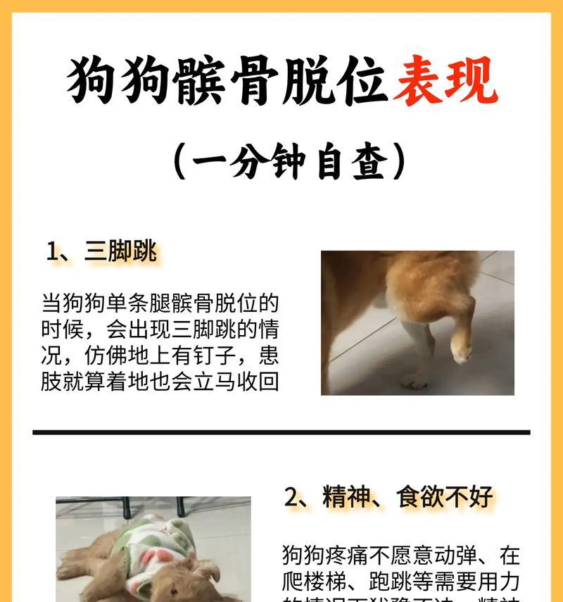 狗狗腿关节断了怎么办？（教你急救和康复的关键步骤）