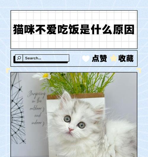 猫咪不吃饭不拉屎已经快一周了，我们该怎么办？