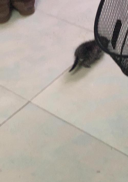 小猫初体验（探秘幼猫叫声背后的原因及如何应对）
