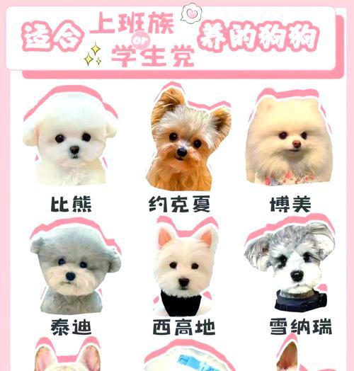 如何养护博美幼犬（打造健康快乐的博美幼犬生活）