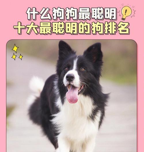 冀中黑熊犬智商排名第几？（探究冀中黑熊犬智商并评估其在犬类中的智能水平）