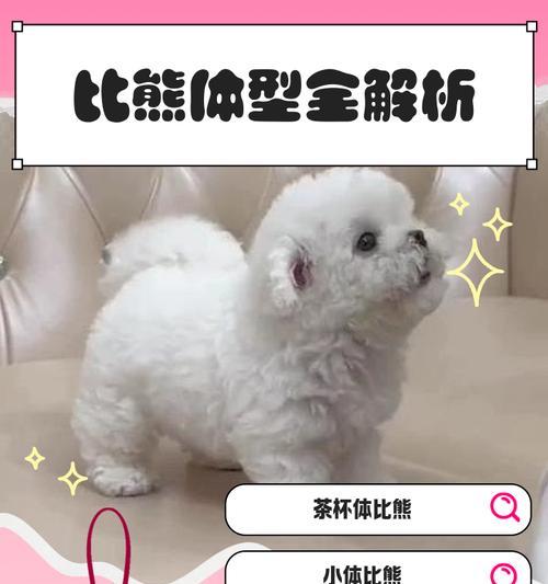 冬天养比熊的穿衣指南（保暖不可忽视，宠物比熊需要冬季服装）