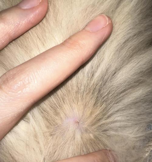 探究猫咪皮肤泛红的原因及治疗方法（解析猫咪皮肤泛红的常见病因，探讨有效的治疗方案）