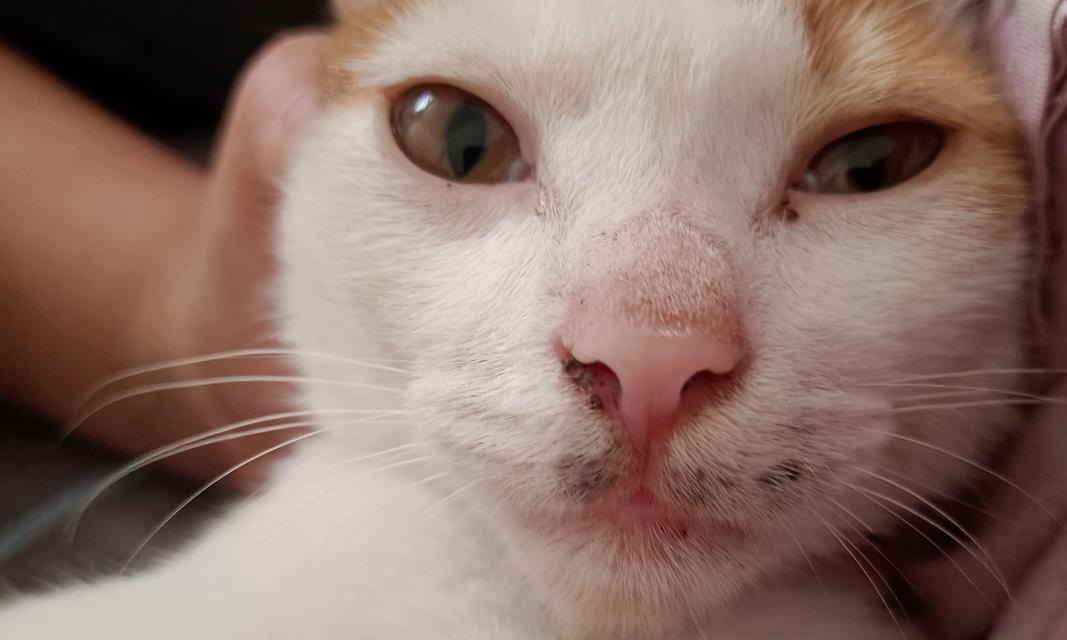 小猫胡子断了还会长吗？（探究小猫胡子的生长能力及修复方法）