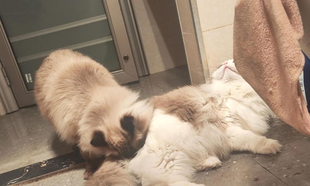 阿拉斯加打架事件（暴力冲突背后的挑战和可能的解决方案）