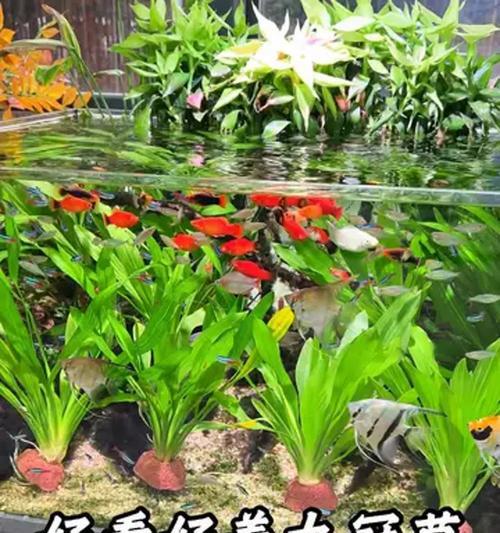 解决水草水质不稳定问题的方法（提高水质稳定性，保护水生态环境）