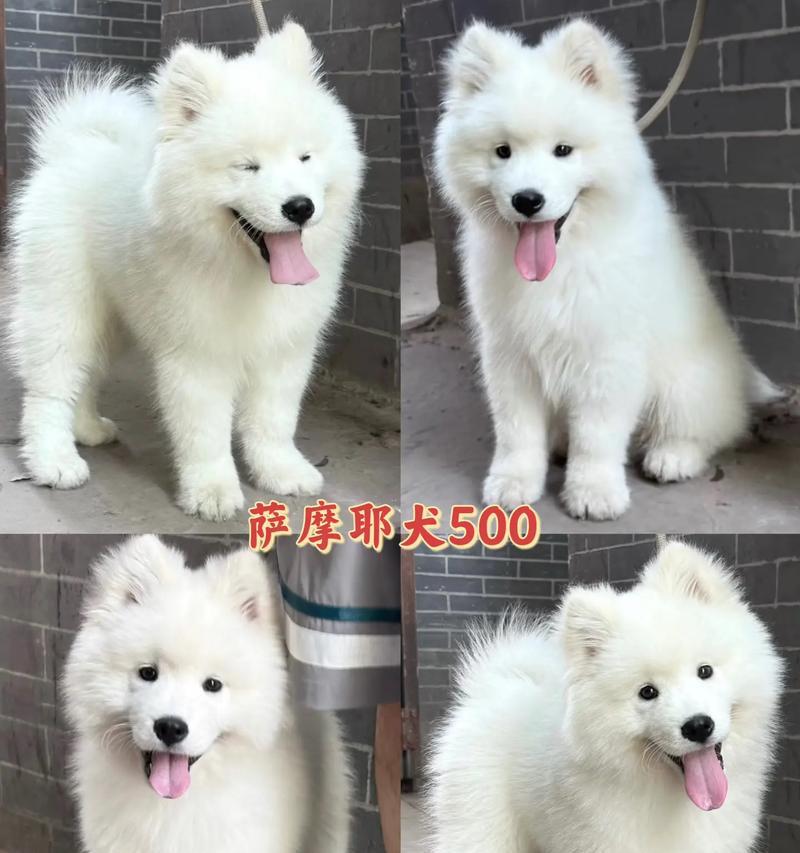 如何正确养护5个月大的萨摩耶？（详细指南让你成为一位合格的萨摩耶父母）