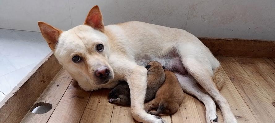 如何正确喂养刚出生的奶狗