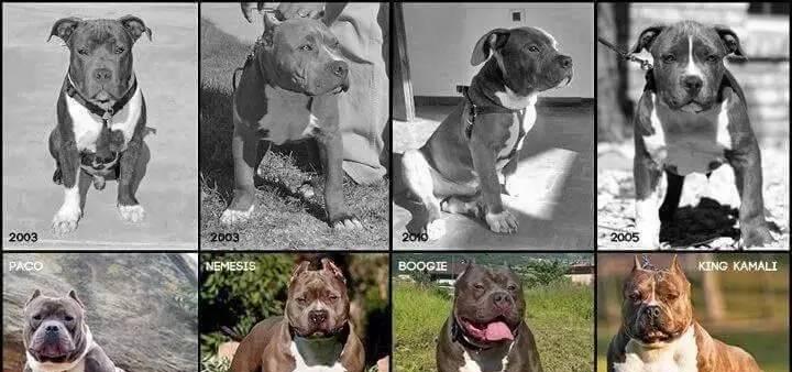 如何科学饲养恶霸犬（掌握饲养技巧，让恶霸犬健康快乐成长）