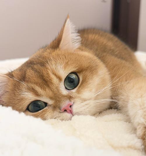 哈士奇生病的5个容易出现的行为，宠主一定要警惕！