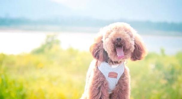 如何应对受惊吓的泰迪狗？（细心呵护泰迪宝贝平静回归）