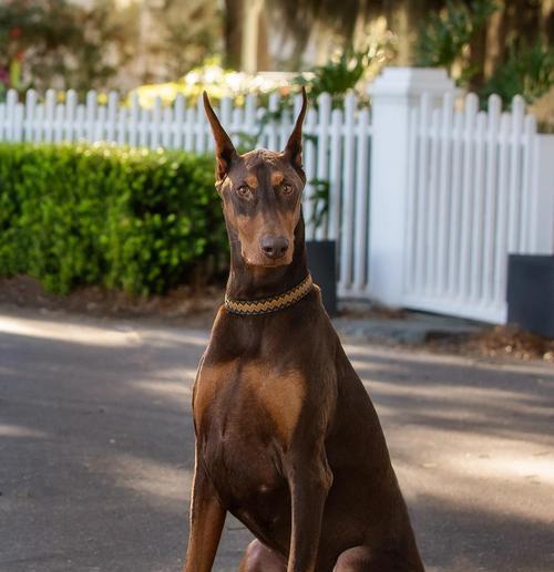 如何饲养杜宾犬？（杜宾犬饲养要注意的事项及关键性因素）
