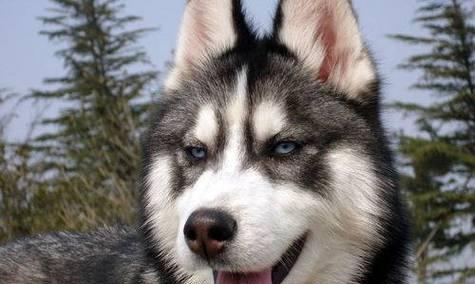 揭秘哈士奇为何拥有白色尖尾巴（哈士奇白尾巴的形成原因及作用解析）