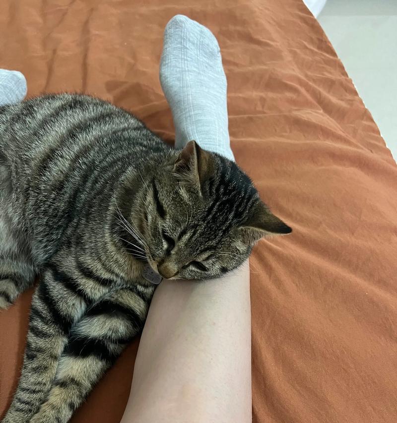 如何饲养一个月内的小奶猫（宝贝奶猫的健康成长秘籍）