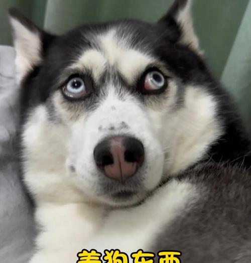 哈士奇（了解哈士奇的饮食需求与特点）