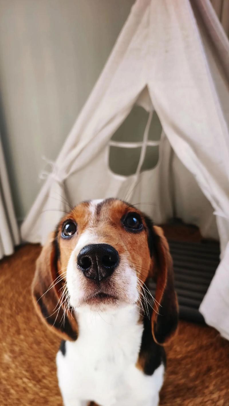 比格犬的优点和缺点（探究比格犬的智商排名）