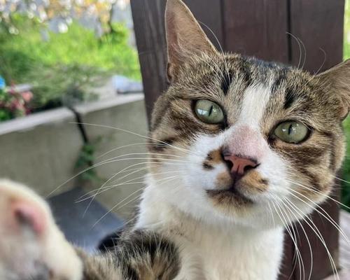 奶猫胡子自己断了的奇怪经历（一只奶猫胡子掉落的故事）